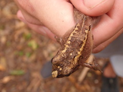 Ischnocnema henselii