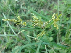 Cyperus iria