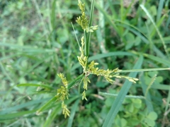 Cyperus iria