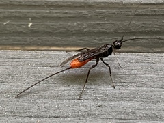 Atanycolus cappaerti