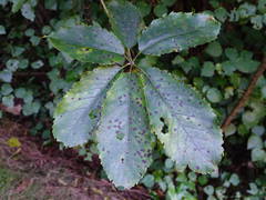 Neopanax arboreus