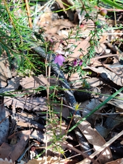 Tetratheca ericifolia