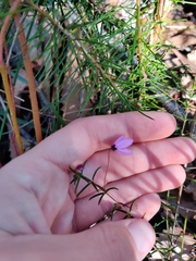 Tetratheca ericifolia