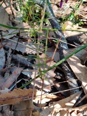 Tetratheca ericifolia