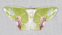 Protuliocnemis partita