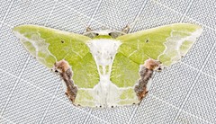 Protuliocnemis partita