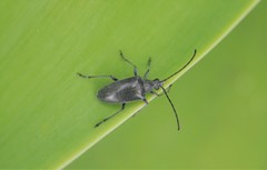 Tomentgaurotes batesi