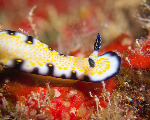 Imperial Nudibranch