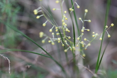 Lomandra gracilis