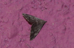 Phalaenostola larentioides