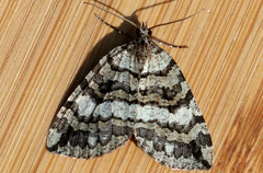 Hydriomena furcata