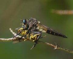 Promachus painteri