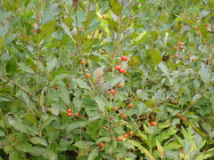 Ilex laevigata