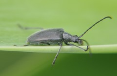 Tomentgaurotes batesi