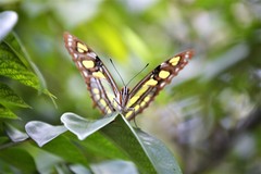 Siproeta stelenes