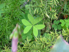 Oxalis bipartita