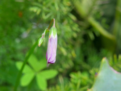 Oxalis bipartita