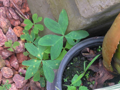 Oxalis bipartita