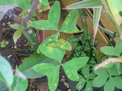 Oxalis bipartita