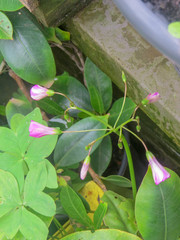 Oxalis bipartita