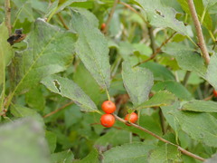 Ilex laevigata