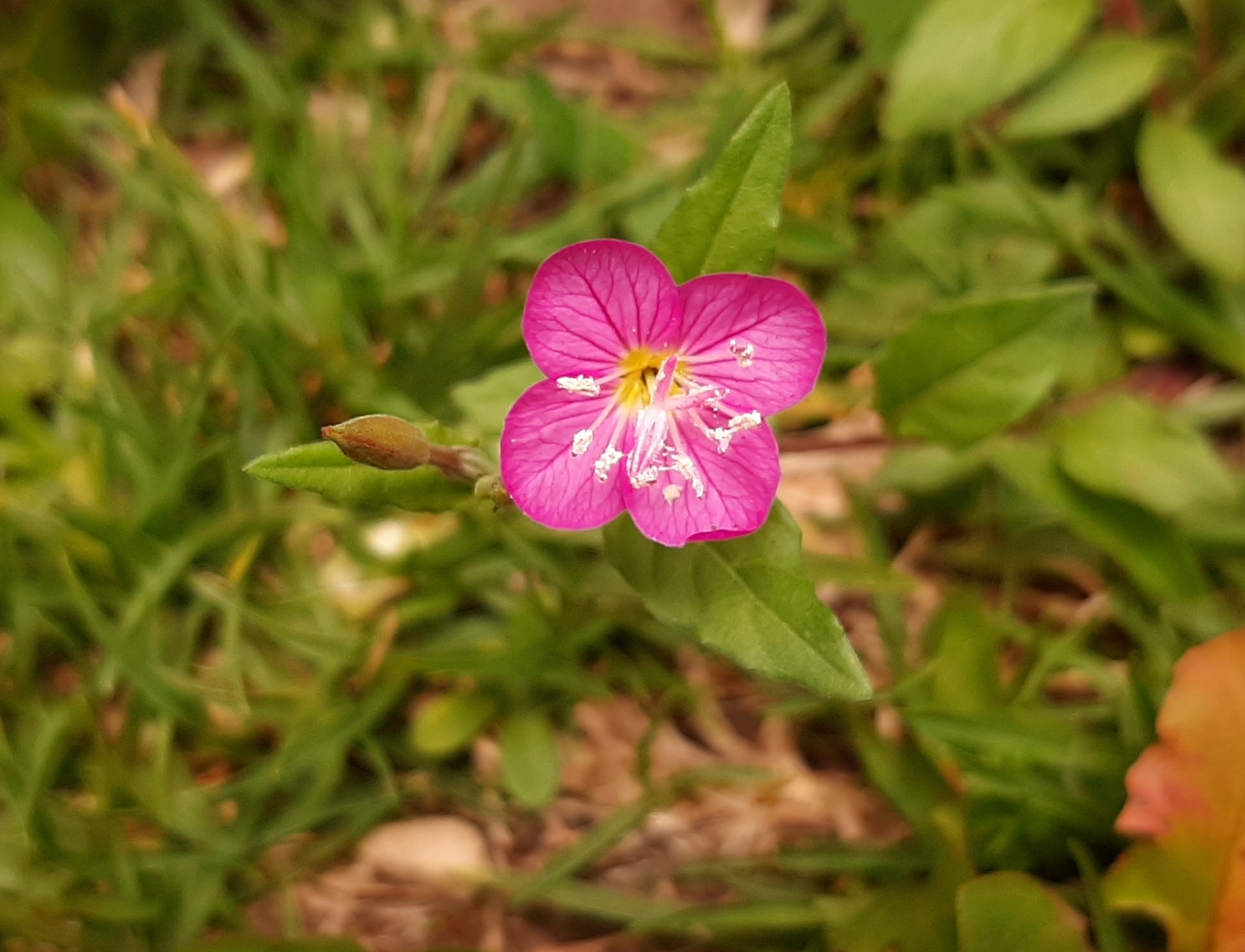 Onagraceae image