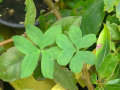 Oxalis bipartita