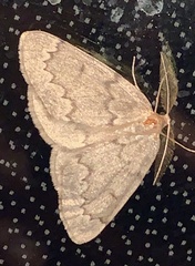 Nepytia pellucidaria