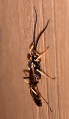 Ichneumon annulatorius