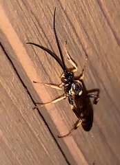 Ichneumon annulatorius