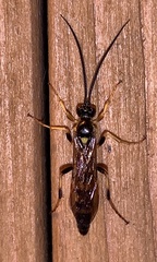 Ichneumon annulatorius
