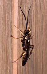 Ichneumon annulatorius