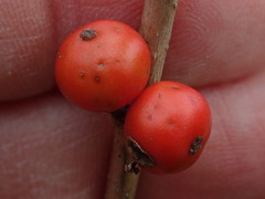 Ilex laevigata