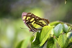 Siproeta stelenes