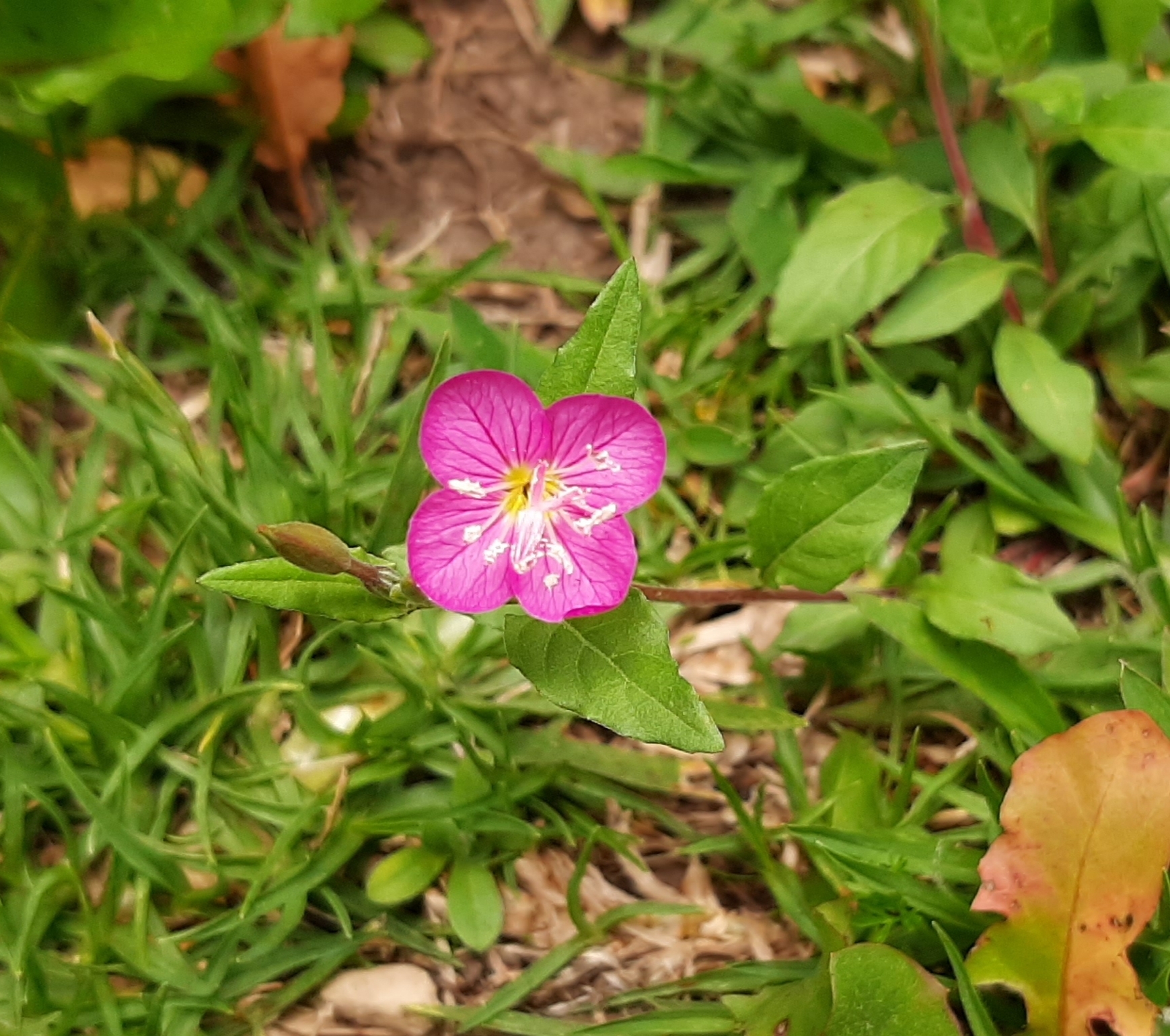 Oenothera image