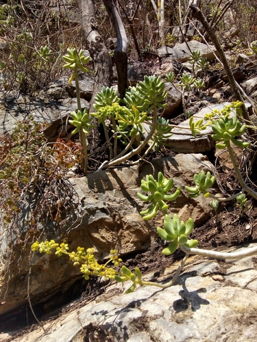 Sedum corynephyllum