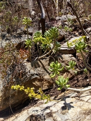 (c) Alvaro Perez Hernandez, some rights reserved (CC BY-SA) Sedum corynephyllum, photograph (c) Alvaro Perez Hernandez, some rights reserved (CC BY-SA)