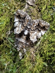 Allotria