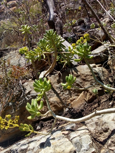 Sedum corynephyllum, photograph 2