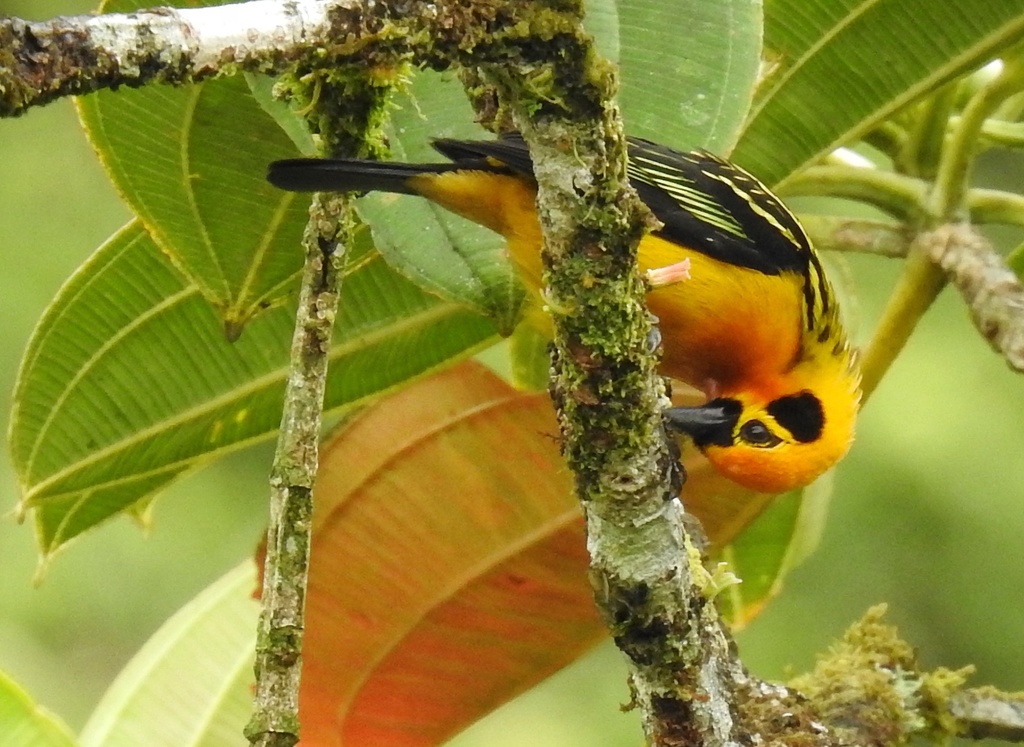 Chestnut-breasted Tanager