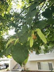 Tilia cordata