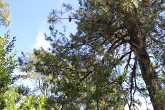Pinus lawsonii