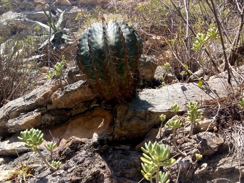 Image of Ferocactus glaucescens by (c) Alvaro Perez Hernandez, some rights reserved (CC BY-SA)