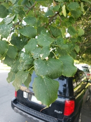 Tilia cordata