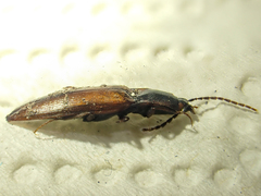 Acteniceromorphus volitans