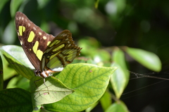 Siproeta stelenes
