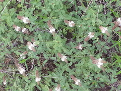 Dalea phleoides microphylla