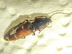 Acteniceromorphus volitans