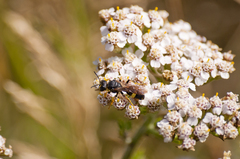 Cerceris rybyensis rybyensis