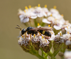 Cerceris rybyensis rybyensis